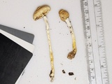 Lepiota clypeolaria image