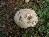 Agaricus cupreobrunneus image