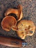 Lactarius thyinos image