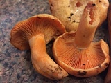 Lactarius thyinos image