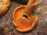 Lactarius thyinos image