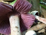 Laccaria ochropurpurea image