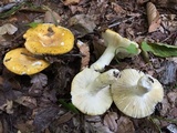 Russula ochroleucoides image