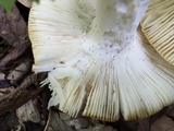 Russula ochroleucoides image