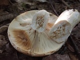 Russula compacta image
