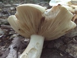 Russula compacta image