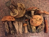 Leccinum versipelle image