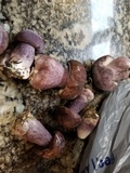 Tylopilus plumbeoviolaceus image