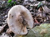 Amanita dolichopus image