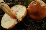 Limacella delicata var. glioderma image