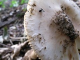 Amanita dolichopus image
