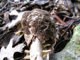 Amanita dolichopus image