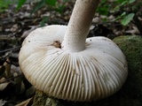 Amanita dolichopus image