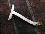 Amanita dolichopus image
