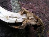 Amanita dolichopus image