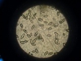 Amanita dolichopus image