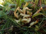 Clavulinopsis fusiformis image