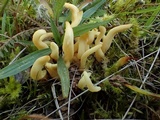 Clavulinopsis fusiformis image
