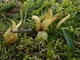 Clavulinopsis fusiformis image
