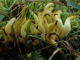 Clavulinopsis fusiformis image