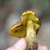 Aureoboletus innixus image
