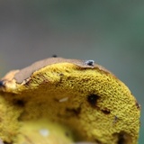 Aureoboletus innixus image