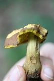 Aureoboletus innixus image