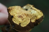 Aureoboletus innixus image