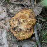 Aureoboletus innixus image