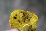 Aureoboletus innixus image
