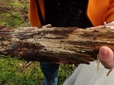 Sebacina epigaea image