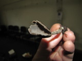 Helvella chinensis image