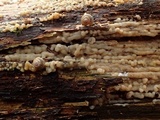 Sebacina epigaea image
