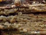 Sebacina epigaea image