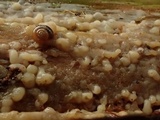 Sebacina epigaea image
