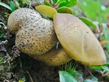 Pseudoboletus parasiticus image