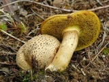 Pseudoboletus parasiticus image
