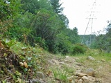 Pseudoboletus parasiticus image