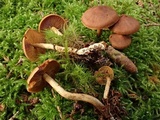 Cortinarius cinnamomeus image