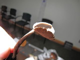 Helvella chinensis image