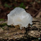 Tremella fuciformis image