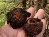 Elaphomyces muricatus image