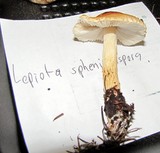 Lepiota spheniscispora image