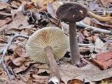 Lactarius lignyotus image