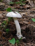 Amanita pseudovolvata image