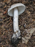 Amanita pseudovolvata image
