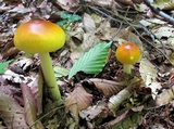 Amanita banningiana image