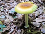 Amanita banningiana image