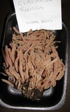 Clavaria fumosa image