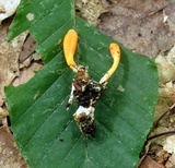 Cordyceps militaris image